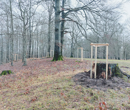 Schlosspark Altenstein: Nachpflanzungen gegen Baumverlust