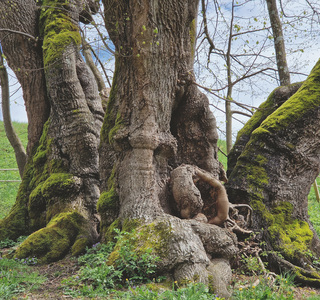 Welche Bedeutung haben alte Bäume für Kulturgeschichte und historische Ereignisse?