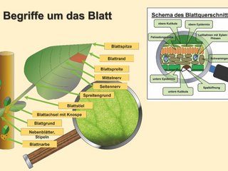 GaLaBau-Wissen: Blatt- und Nadelsalat – Teil 1 