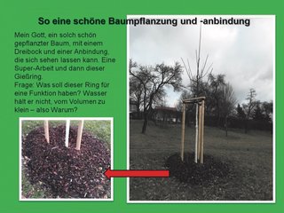 GaLaBau-Wissen - Junge Landschaft: Wir pflanzen einen Baum 