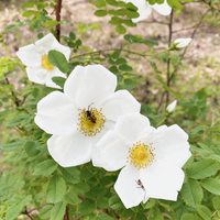 Die heimische Wildrose Rosa pimpinellifolia: Anspruchslos, pflegeleicht und nützlich im Sinne der Biodiversität.