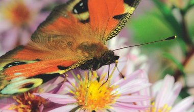 Biodiversität