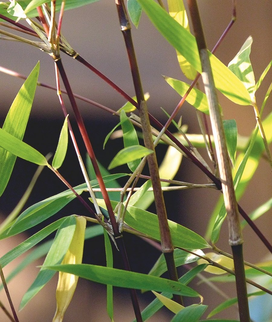 Bambus Sonstiges