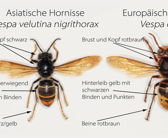 Insekten Arbeitssicherheit