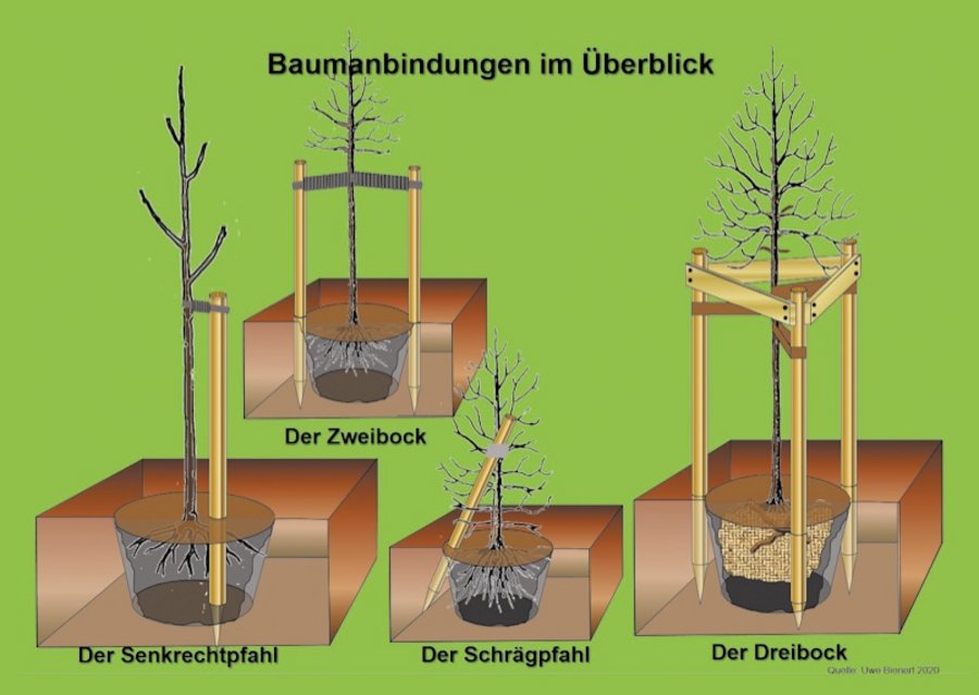 Artenvielfalt Baumpflanzung