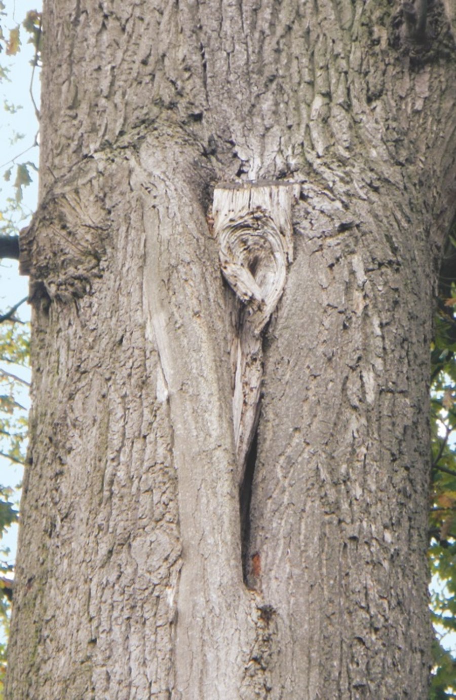 Fledermaus Baumpflege
