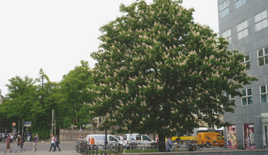 Straßenbäume Baumpflanzung