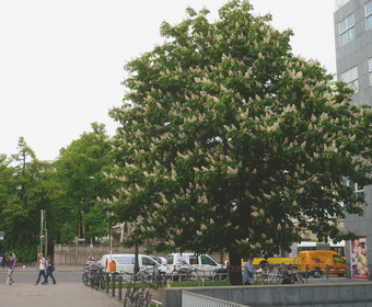 Straßenbäume Baumpflanzung