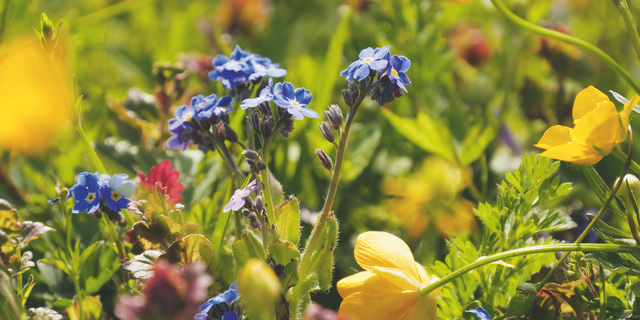 Stadtnatur Biodiversität