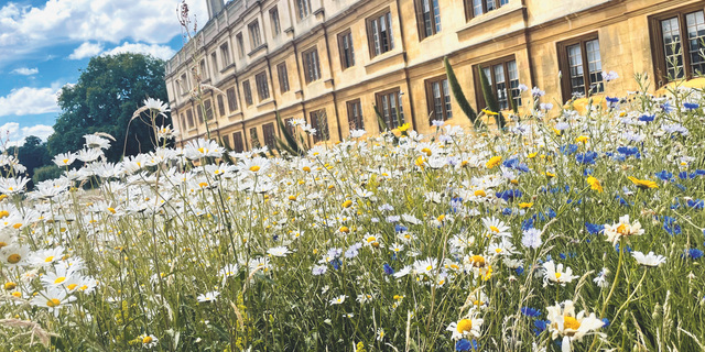 Artenvielfalt Biodiversität