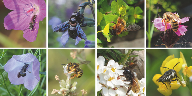 Wildbienen Bauwerksbegrünung