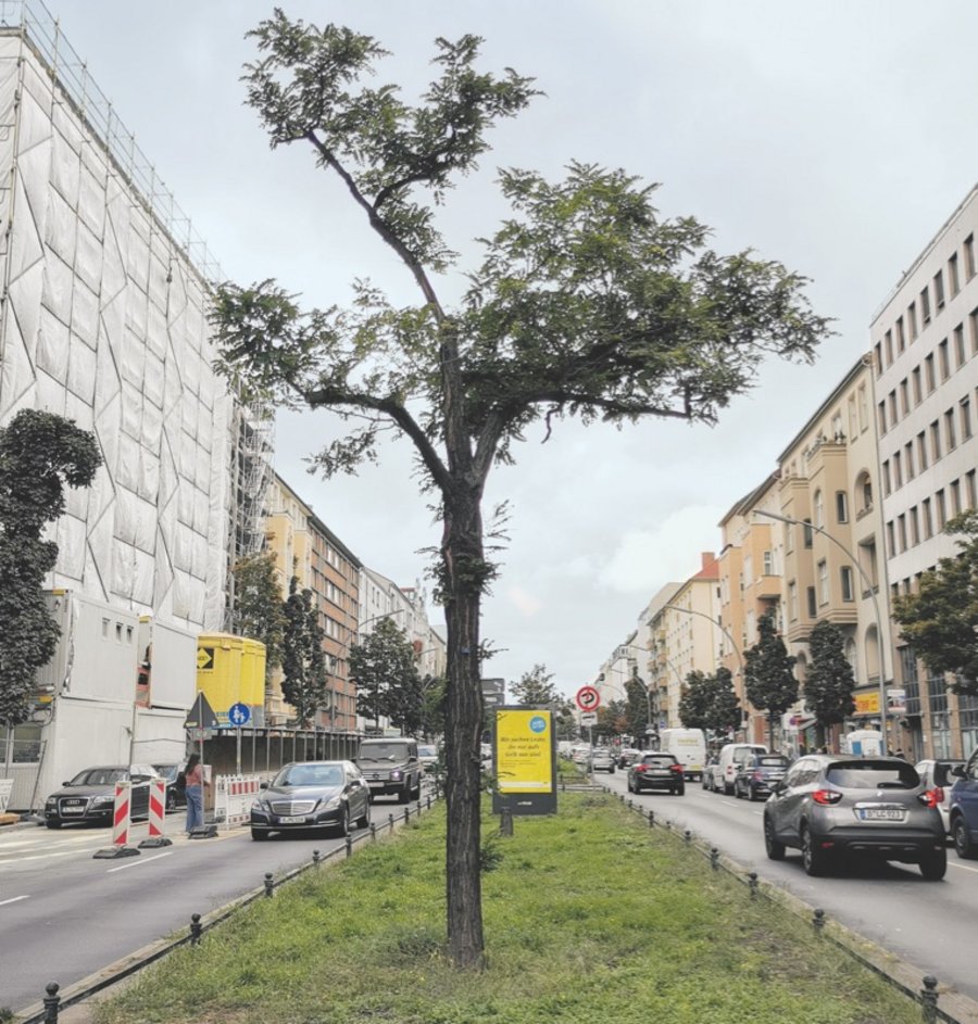 Berlin Klimabäume