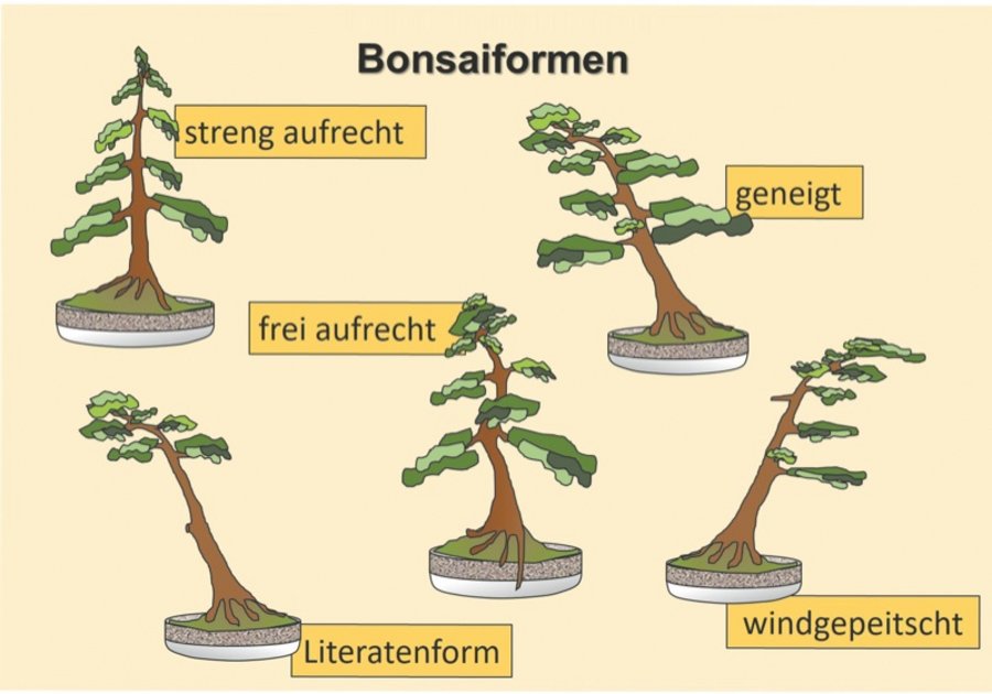 Bonsai Baumpflege