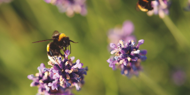 Bienen Forschung und Bildung