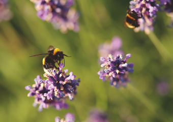 Bienen Forschung und Bildung