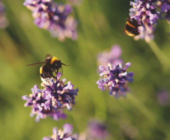 Bienen Forschung und Bildung