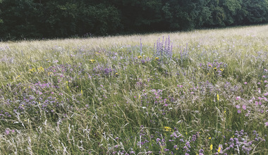 Blumenwiesen Klimawandel