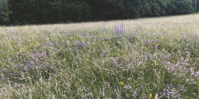 Blumenwiesen Klimawandel