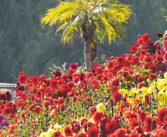 Dahlien Blumenzwiebeln