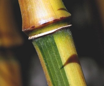 Bambus Pflanzenverwendung