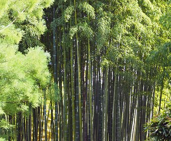 Bambus Parks