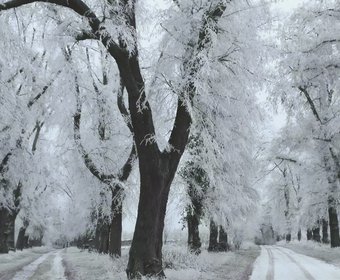 Allee des Jahres Straßenbäume