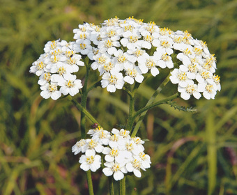 Brandenburg Biodiversität