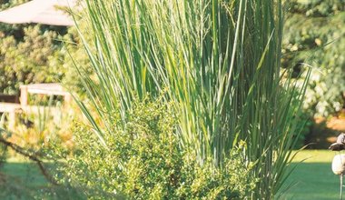 Gräser Gartengestaltung und Grünflächengestaltung