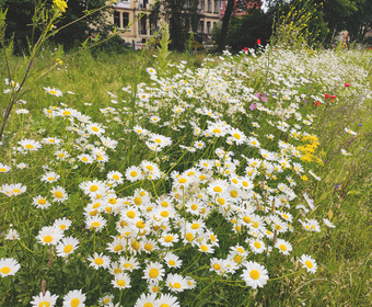 StadtGrün naturnah Stadtgrün