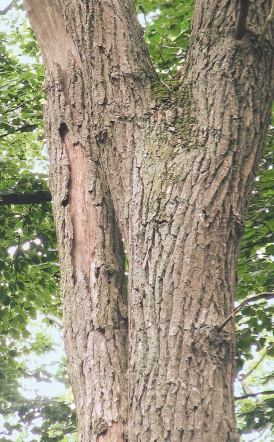 Fledermaus Baumpflege