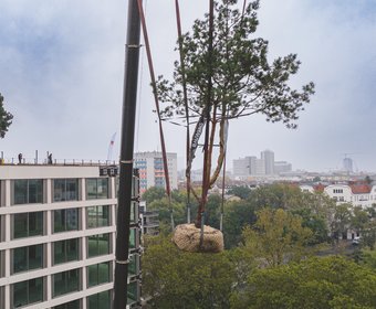 Berlin Baumpflanzung