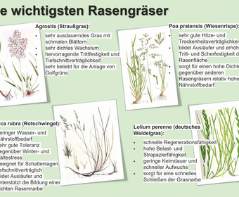 Rasensamen Gartenbewässerung