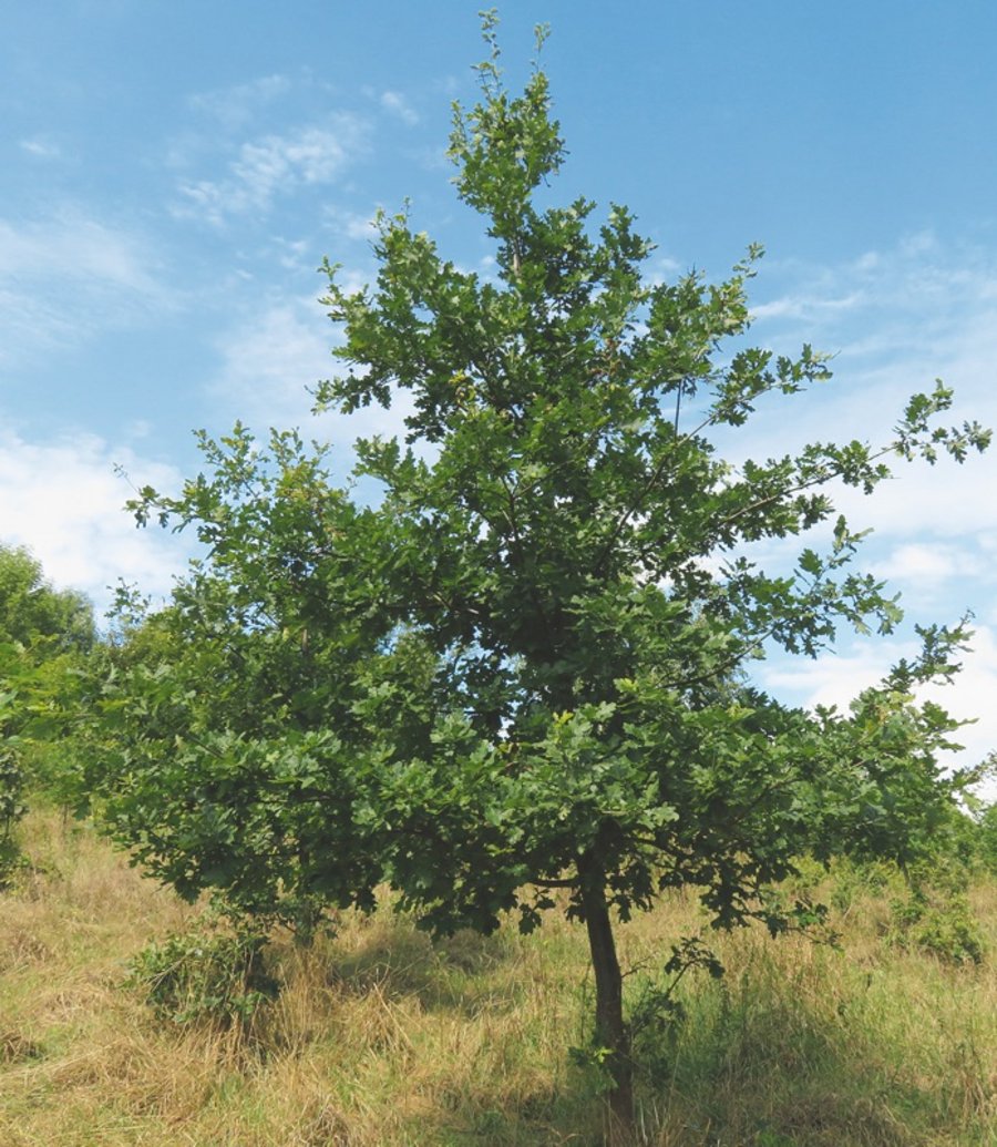 Baumwachstum Baumforschung