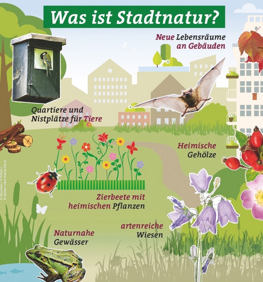 Artenvielfalt Forschungsgesellschaft Landschaftsentwicklung Landschaftsbau (FLL)