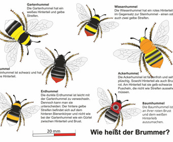 Bienen Ausbildung und Beruf