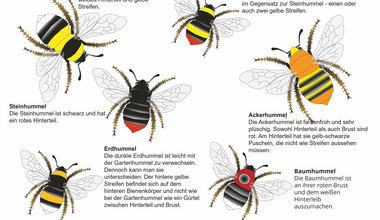 Bienen Ausbildung und Beruf