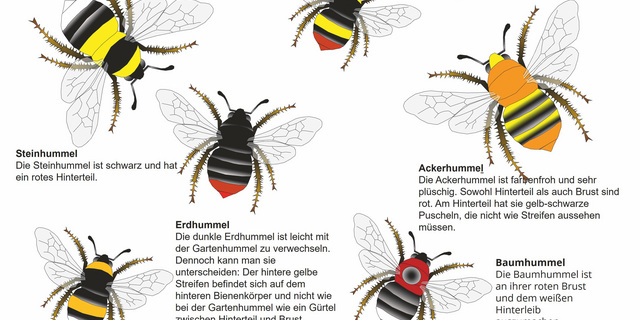 Bienen Ausbildung und Beruf